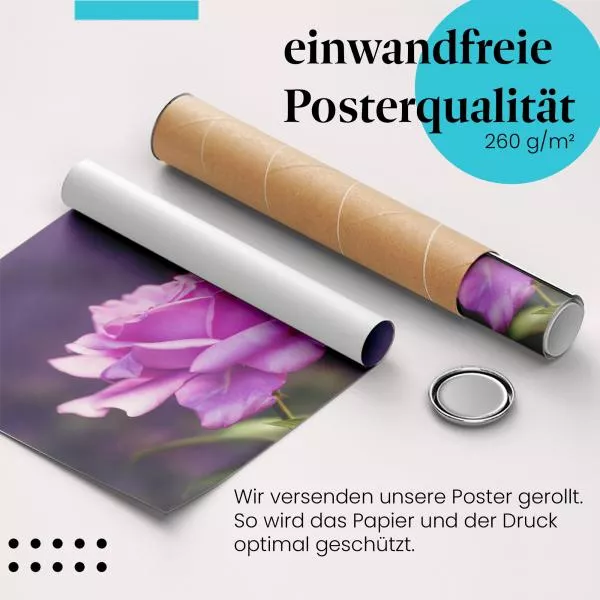 Lila Rose | Postereck 3225 Lila Rose | Postereck 3225