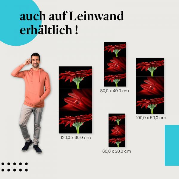 Gerbera: Leinwandbild. Triptychon, rot, Wassertropfen.