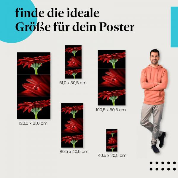 Gerbera, Poster: Triptychon, rot, Wassertropfen.