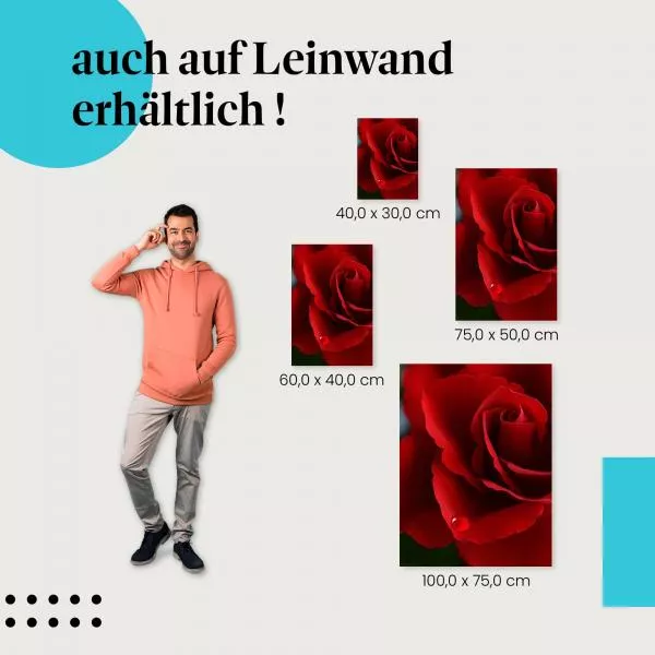 Rote Rose | Postereck 3416 Rote Rose | Postereck 3416
