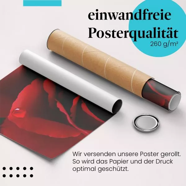 Rote Rose | Postereck 3416 Rote Rose | Postereck 3416