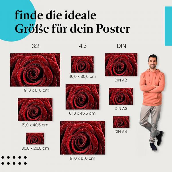 "Samtig rote Rose mit Tautropfen": Poster - Liebe, Schönheit & Romantik