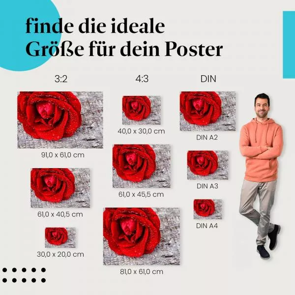 Rote Rose | Postereck 2364 Rote Rose | Postereck 2364