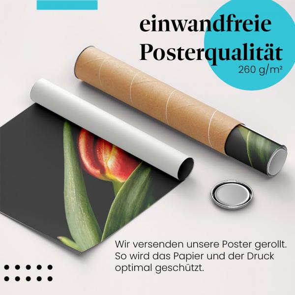 Gerolltes Poster "Rote Tulpe" - Blumenpracht & Details, sicher verpackt.