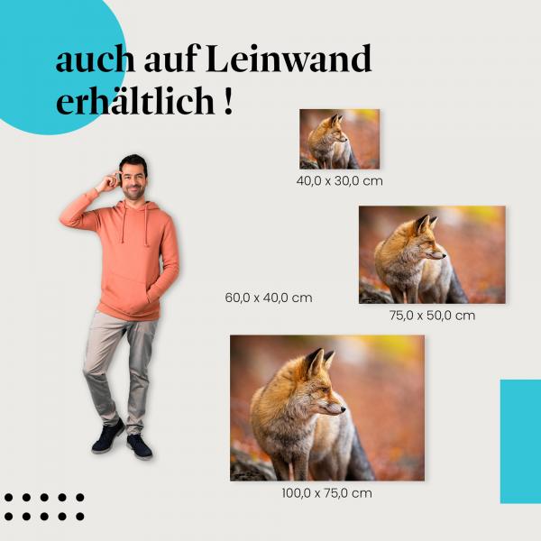 Rotfuchs: Leinwandbild. Herbstlaub, Blick.