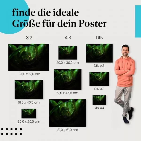 Grüne Schlange | Postereck 2798
