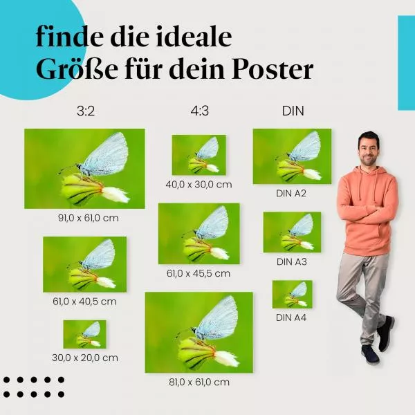 Blauer Schmetterling: Grüne Knospe | Postereck 1238 Blauer Schmetterling: Grüne Knospe | Postereck 1238
