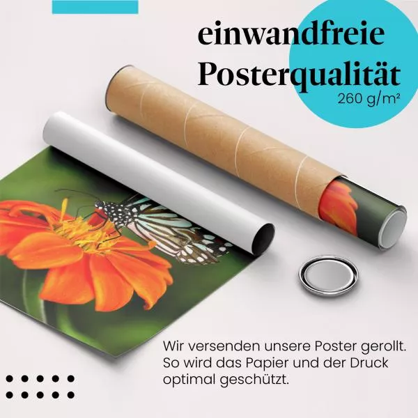 Schmetterling | Postereck 3688 Schmetterling | Postereck 3688