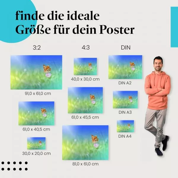 Schmetterling auf Blume | Postereck 3797 Schmetterling auf Blume | Postereck 3797