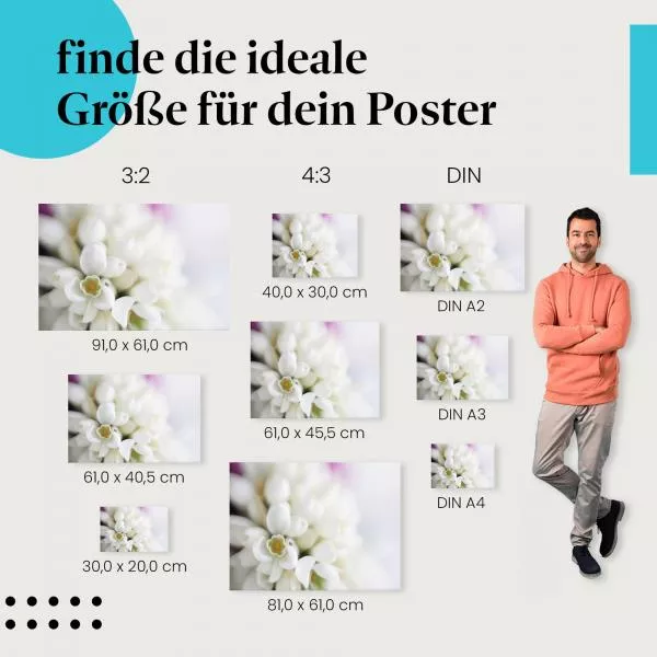 Schneeglöckchen | Postereck 3021 Schneeglöckchen | Postereck 3021