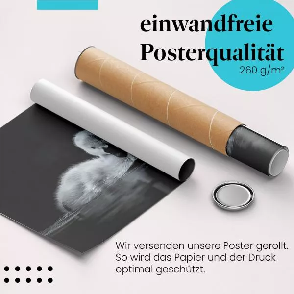 Schwanenküken | Postereck 4095 Schwanenküken | Postereck 4095