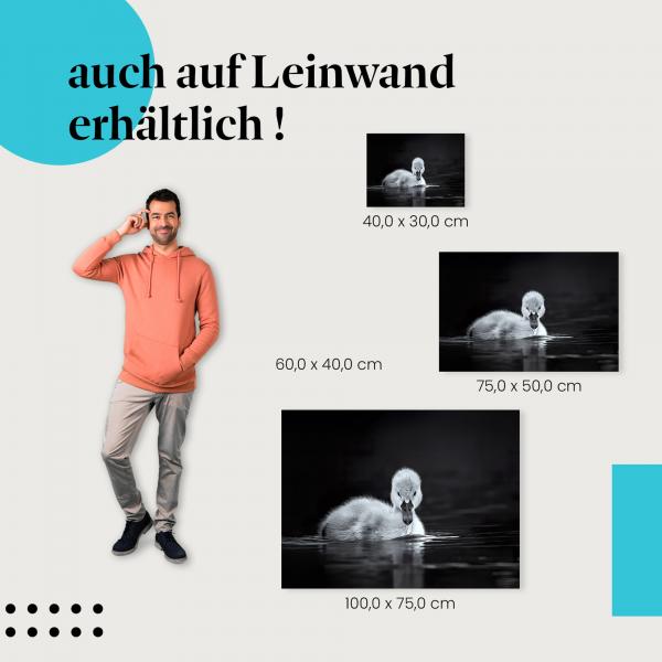 Schwanenküken: Leinwandbild. Schwarz-weiß, Wasser.