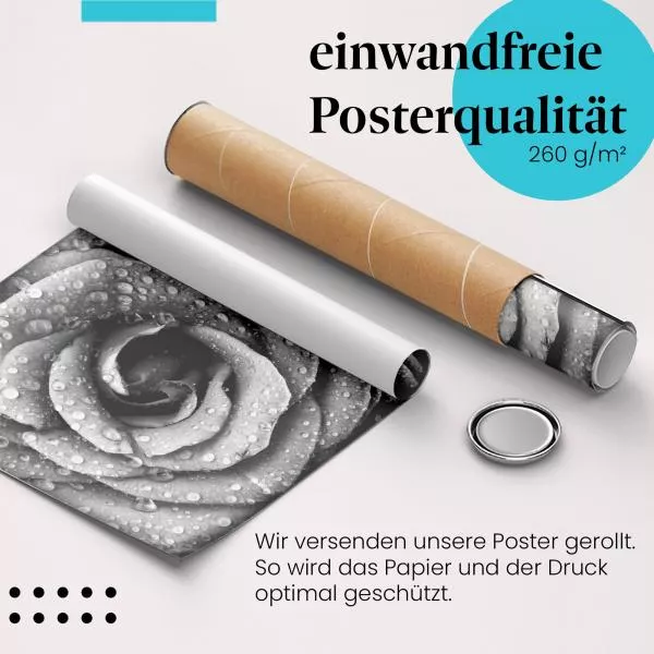 Rose in Schwarz-Weiß | Postereck 2289