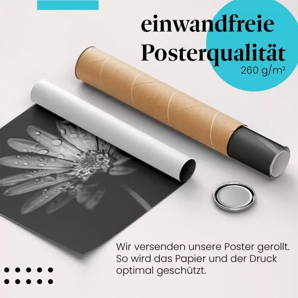 Blume mit Tautropfen | Postereck 2180