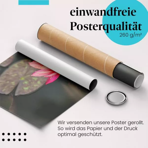 Rosafarbene Seerose | Postereck 2617