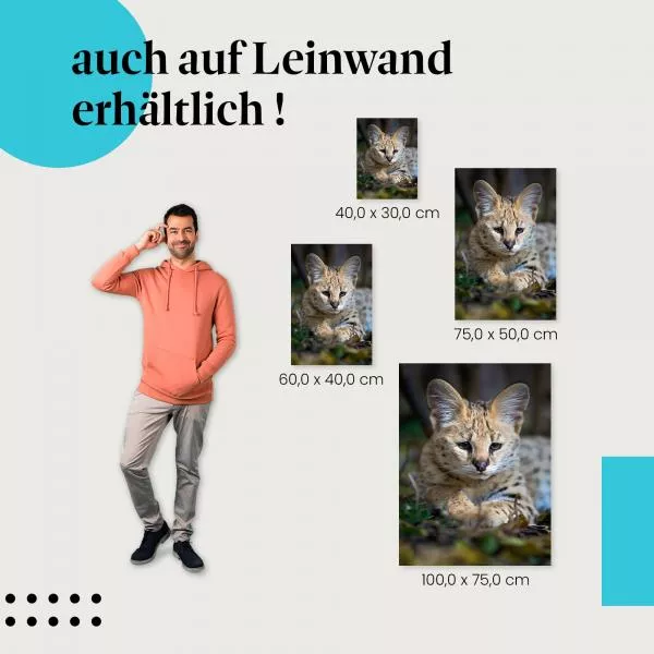 Serval | Postereck 2956 Serval | Postereck 2956