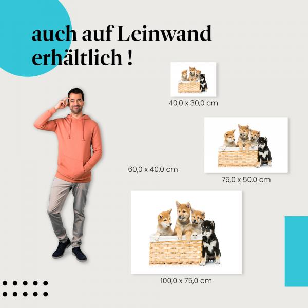 Shiba Inu Welpen: Leinwandbild. Korb, niedlich.