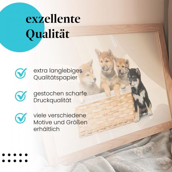 Leinwandbild "Shiba Inu Welpen": Weidenkorb, verschiedene Farben - niedlich & verspielt!