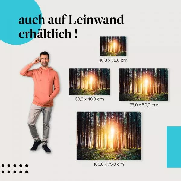 Sonnenlicht im Wald | Postereck 3873 Sonnenlicht im Wald | Postereck 3873