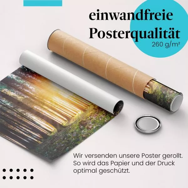 Sonnenlicht im Wald | Postereck 3873 Sonnenlicht im Wald | Postereck 3873