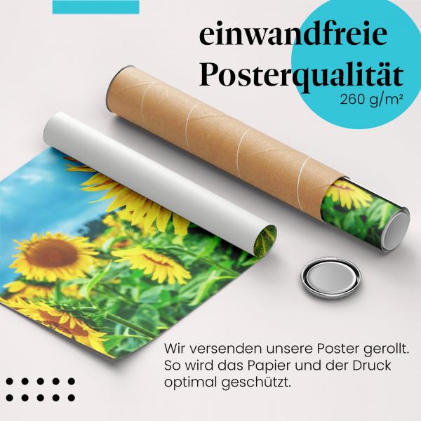 Gerolltes Poster "Sonnenblumenfeld", Himmel, blau.