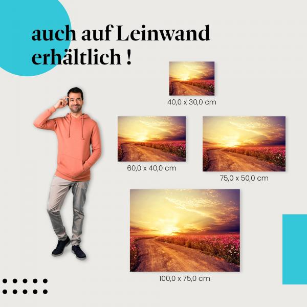 Kosmosblütenfeld: Leinwandbild. Straße, Sonnenuntergang, warme Farben.