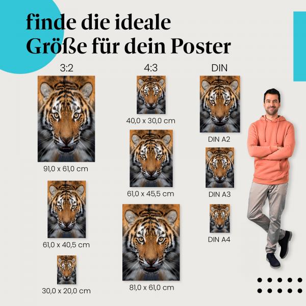 Tiger, Poster: Nahaufnahme, Blick, Fell, Zähne.
