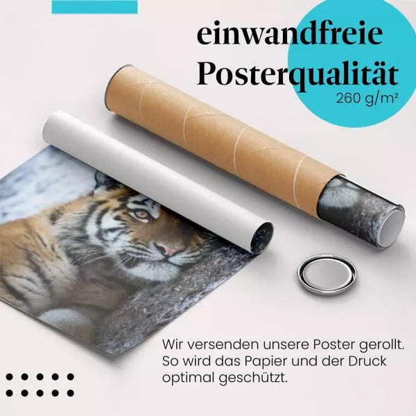 Tigerjunges im Schnee | Postereck 1542 Tigerjunges im Schnee | Postereck 1542