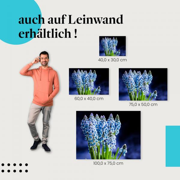 Traubenhyazinthen: Leinwandbild. Blaue Blüten, dunkler Hintergrund.