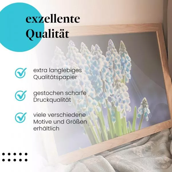 Blaue Traubenhyazinthen | Postereck 2722 Blaue Traubenhyazinthen | Postereck 2722