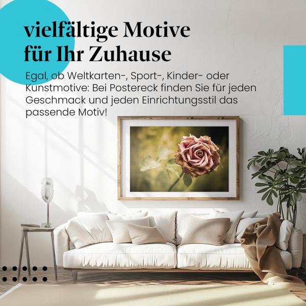 Stylisches Leinwandbild: Vergängliche Schönheit: Verwelkte Rose.