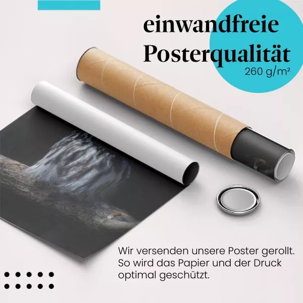 Waldohreule | Postereck 3628 Waldohreule | Postereck 3628