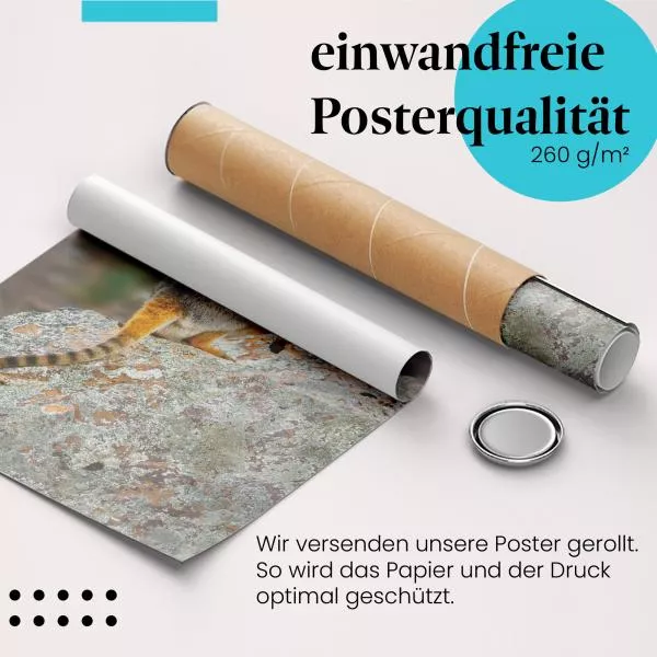 Felskänguru | Postereck 3665 Felskänguru | Postereck 3665