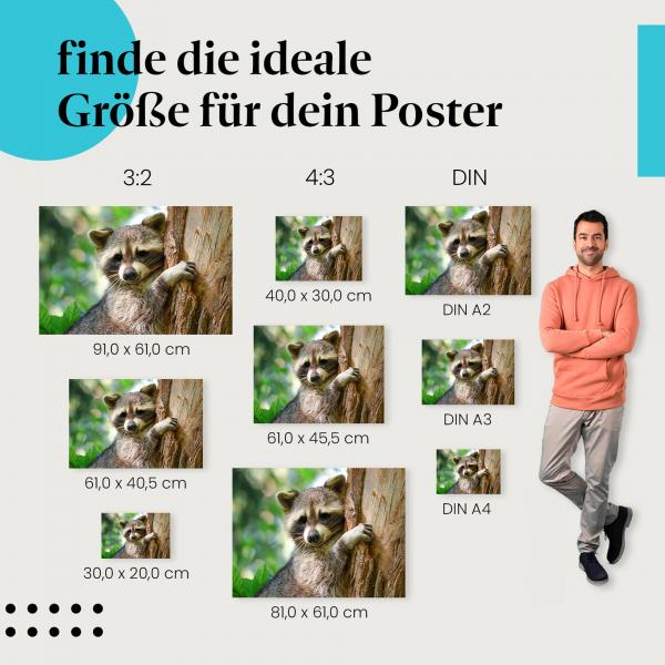 Waschbär, Poster: Jungtier, Baumstamm, niedlich.