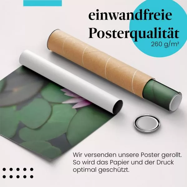 Rosa Wasserlilie | Postereck 2552 Rosa Wasserlilie | Postereck 2552