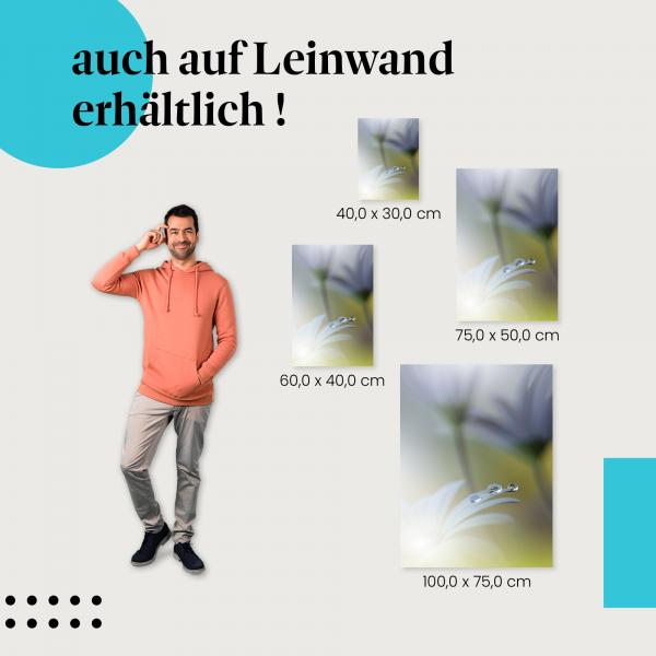Wassertropfen: Leinwandbild. Blütenblatt, glitzernd.