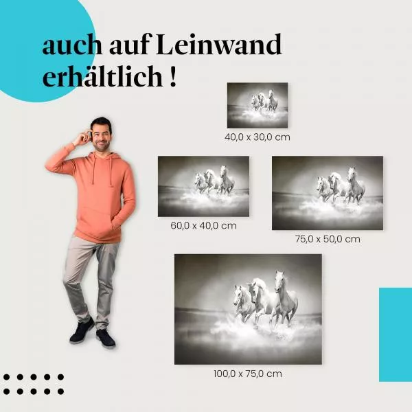Weiße Pferde: Freiheit & Eleganz | Postereck 0426 Weiße Pferde: Freiheit & Eleganz | Postereck 0426
