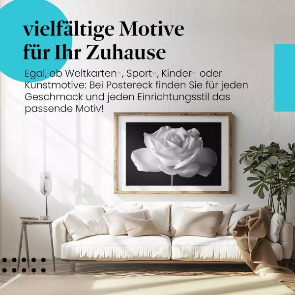 Zeitlose Schönheit: Weiße Rose in Schwarzweiß | Postereck 0031 Zeitlose Schönheit: Weiße Rose in Schwarzweiß | Postereck 0031