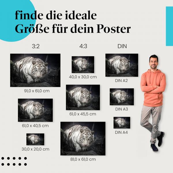Wähle die ideale Postergröße: Weißer Tiger mit blauen Augen blickt den Betrachter an.