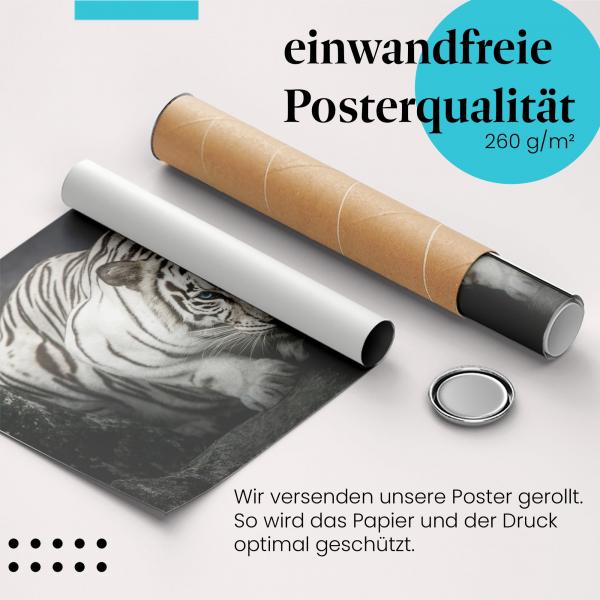 Gerolltes Poster "Weißer Tiger". Majestätisches Tier, sicher verpackt.