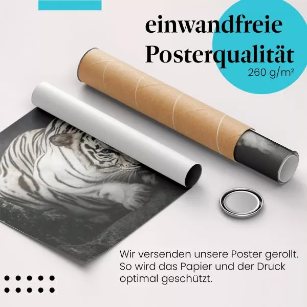 Weißer Tiger | Postereck 2485 Weißer Tiger | Postereck 2485