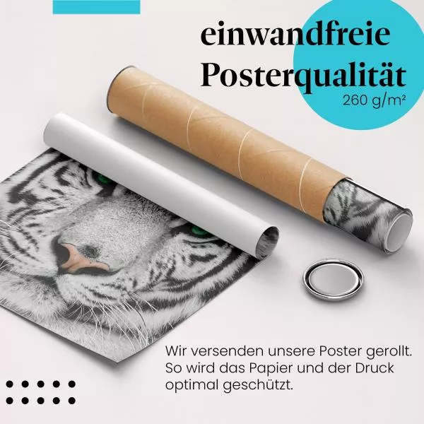 Weißer Tiger: Eindrucksvoller Blick | Postereck 0215 Weißer Tiger: Eindrucksvoller Blick | Postereck 0215