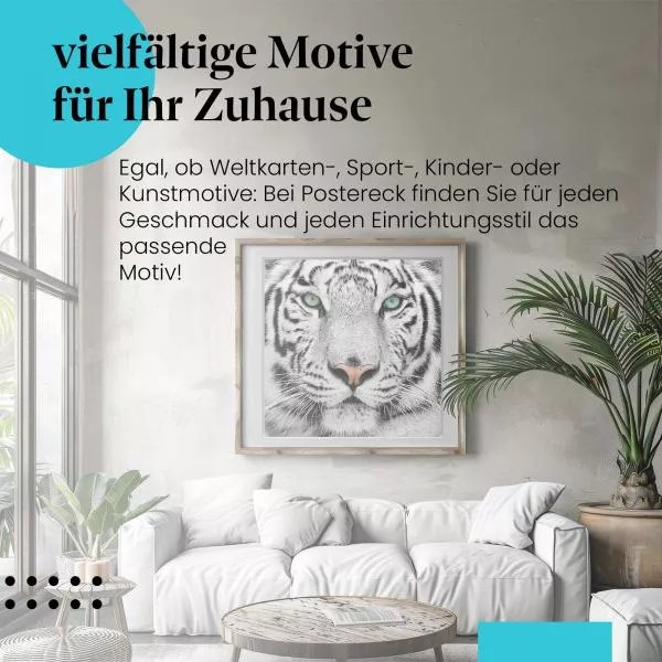 Weißer Tiger: Eindrucksvoller Blick | Postereck 0215 Weißer Tiger: Eindrucksvoller Blick | Postereck 0215