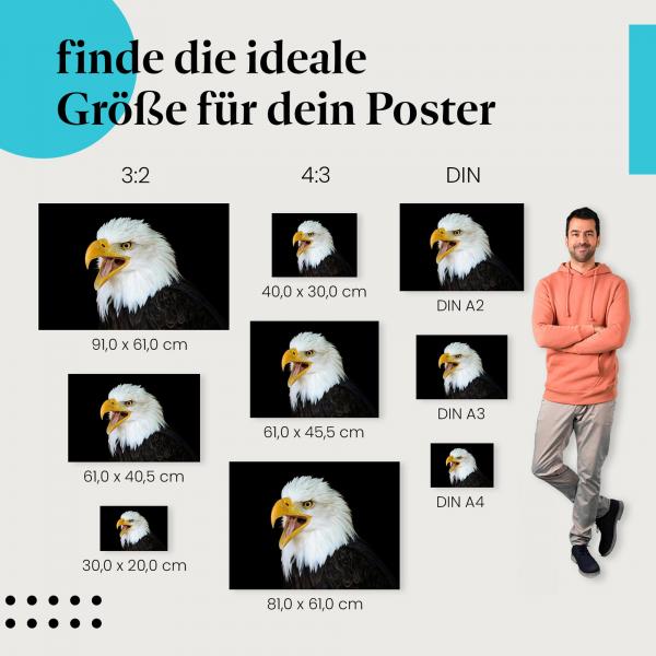 Weißkopfseeadler, Poster: Nahaufnahme, Schnabel, schwarz.