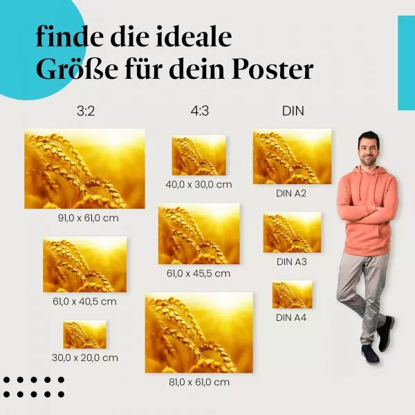 Goldene Weizenähren | Postereck 2093 Goldene Weizenähren | Postereck 2093