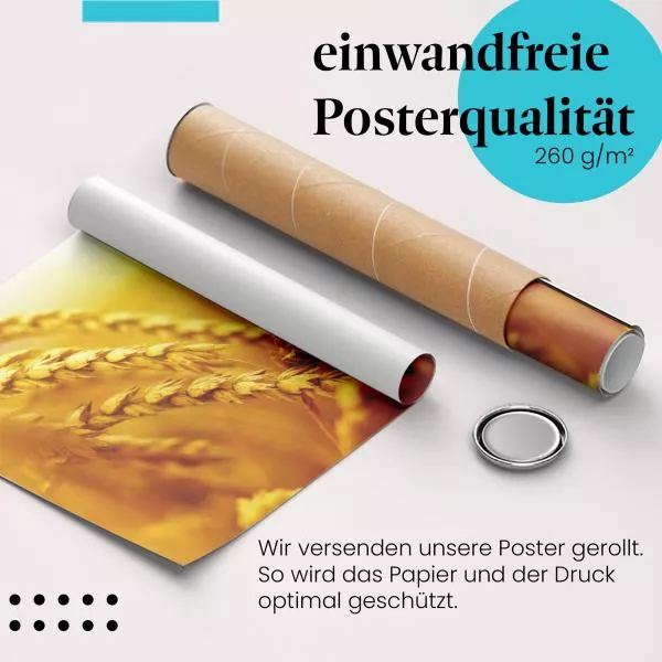Goldene Weizenähren | Postereck 2093 Goldene Weizenähren | Postereck 2093