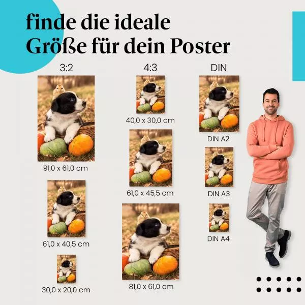 Welpe im Kürbis | Postereck 3650 Welpe im Kürbis | Postereck 3650
