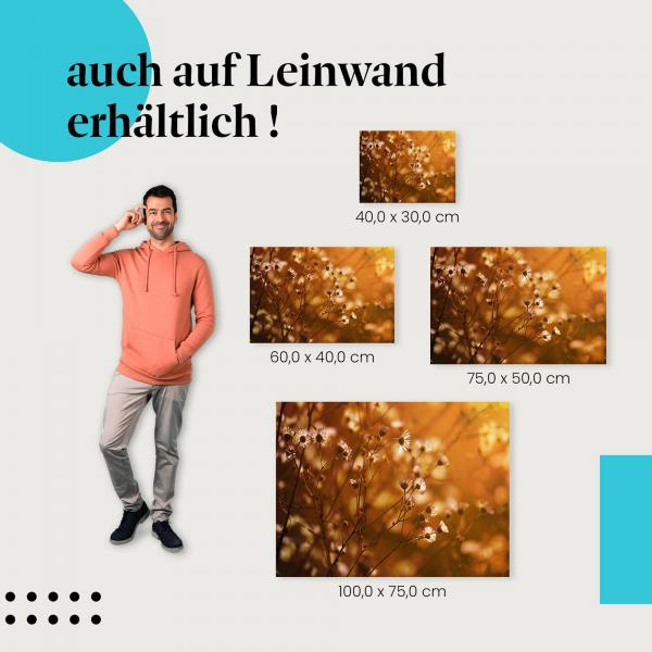 Wildblumen: Leinwandbild. Weiß, Sonnenuntergang.