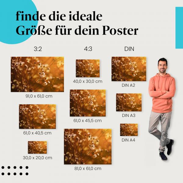 Wildblumen, Poster: Weiß, Sonnenuntergang, Ruhe.