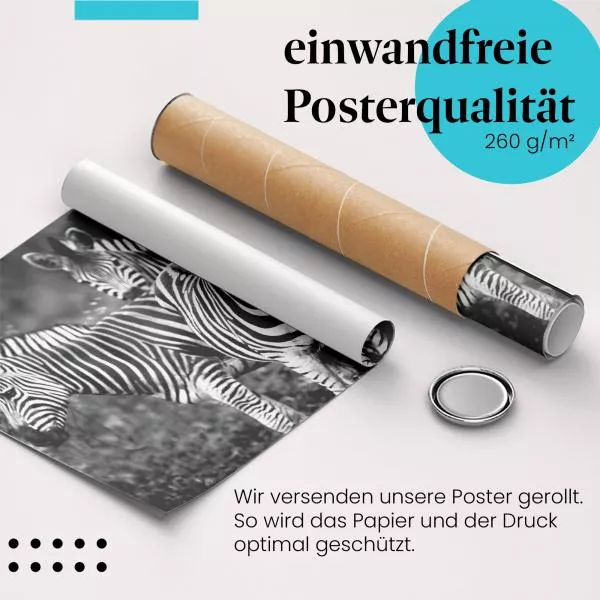 Freundschaft: Zebras in Schwarz-Weiß | Postereck 1556 Freundschaft: Zebras in Schwarz-Weiß | Postereck 1556